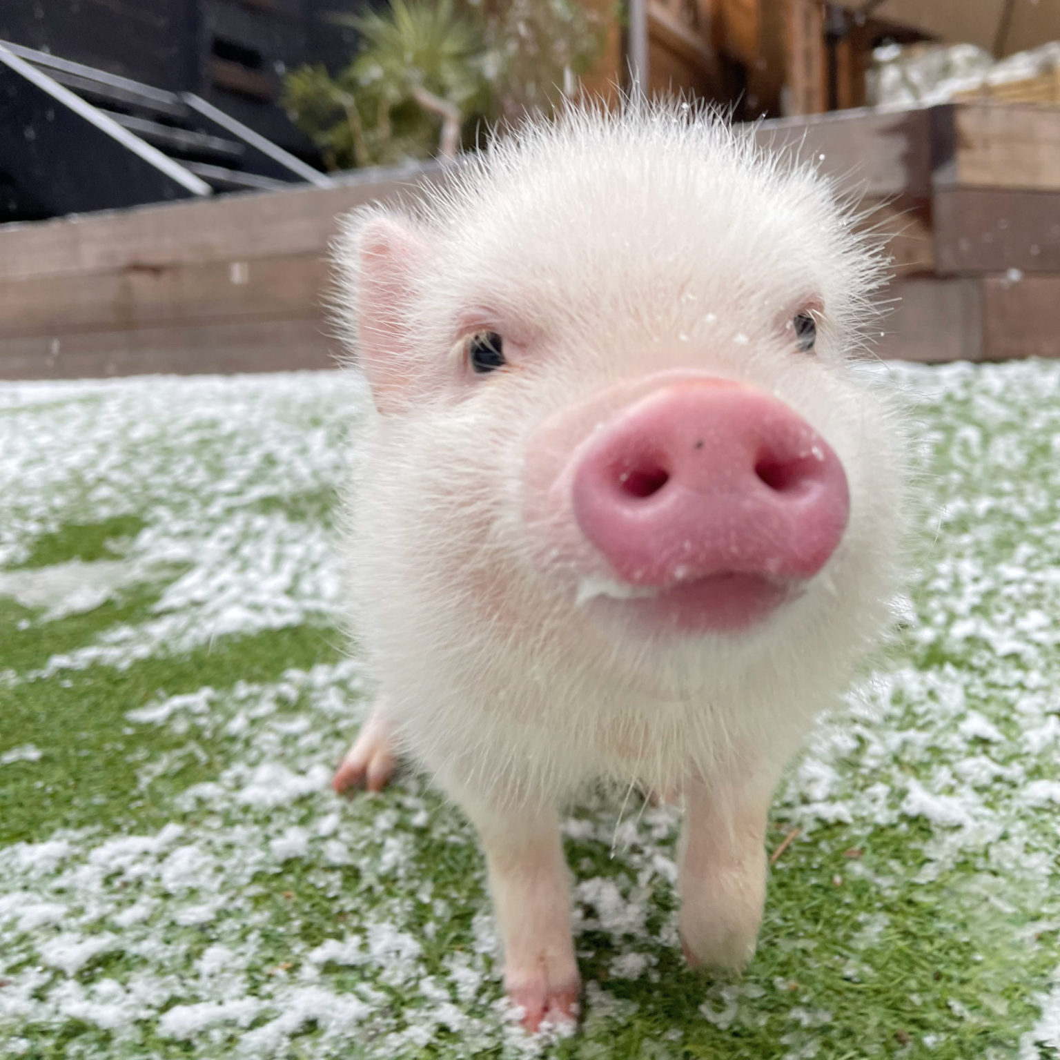 マイクロブタの品種の違い | pignic blog