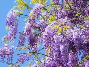 食べると危険な毒のある植物 Pignic Blog