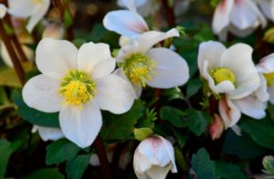 食べると危険な毒のある植物 Pignic Blog