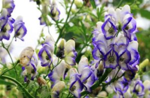 食べると危険な毒のある植物 Pignic Blog