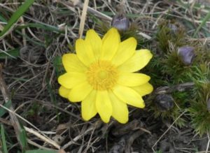 食べると危険な毒のある植物 Pignic Blog