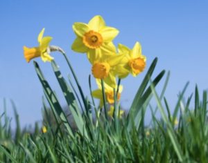 食べると危険な毒のある植物 Pignic Blog