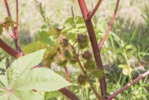 食べると危険な毒のある植物 Pignic Blog