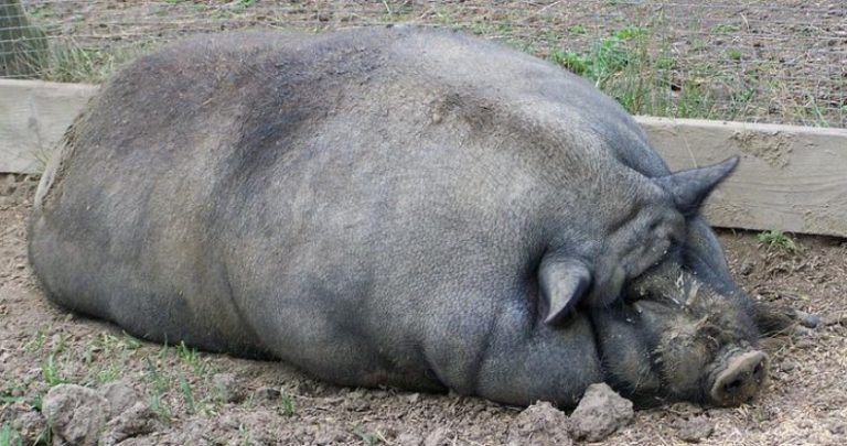 マイクロブタ飼育の基本 | pignic blog
