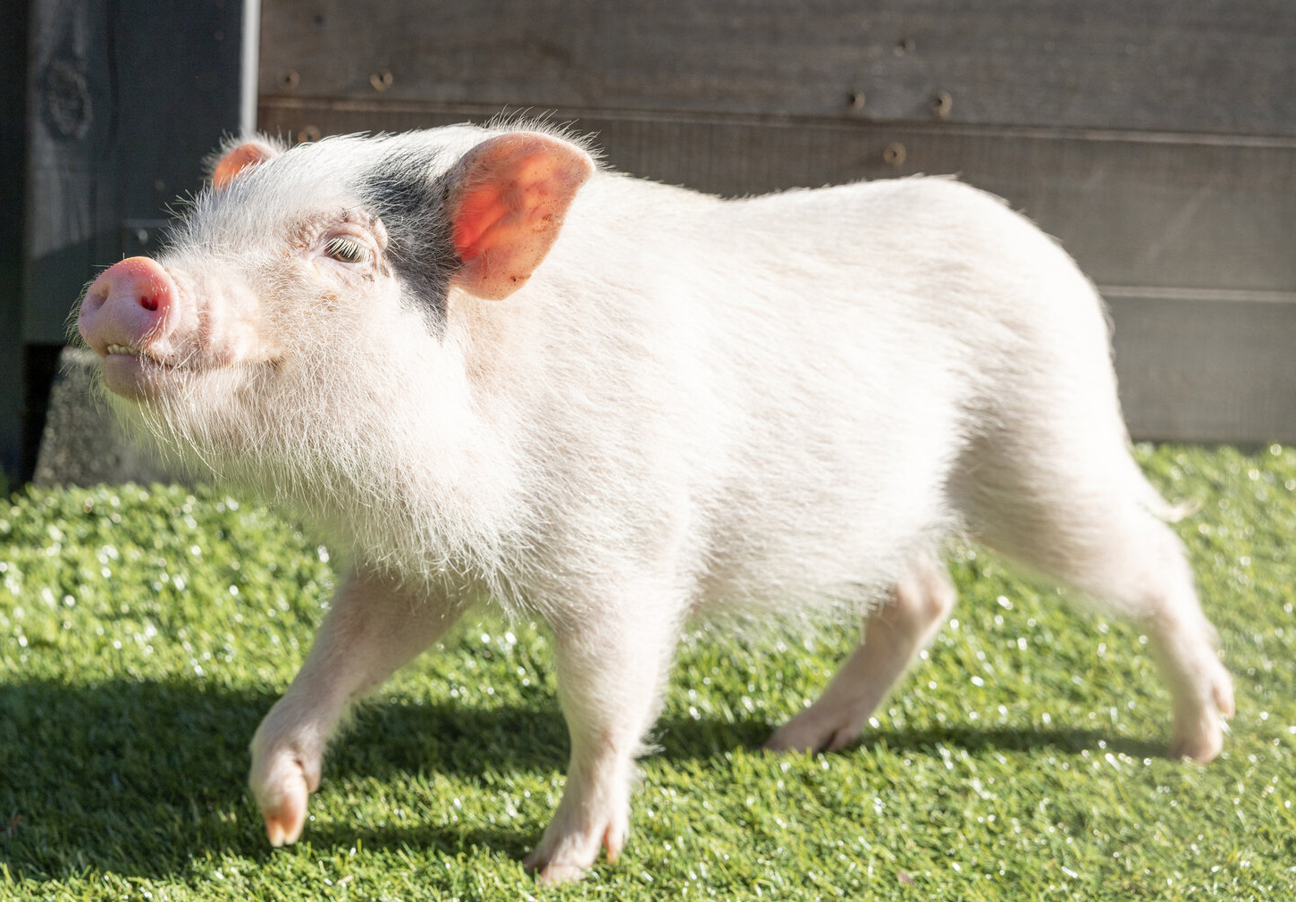 マイクロブタ飼育の基本 | pignic blog