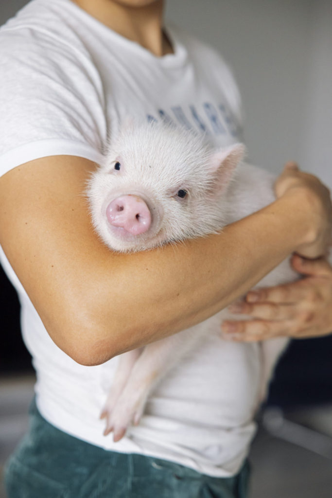マイクロブタ飼育の基本 | pignic blog