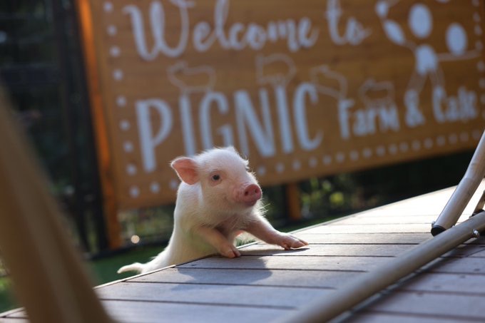 【祝・開業5周年】日本初のイギリス式牧場体験！『pignic farm & cafe』