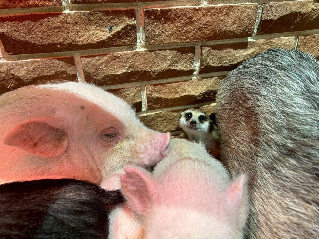 マイクロブタとミーアキャット