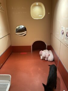 pignic cafe 代々木公園店