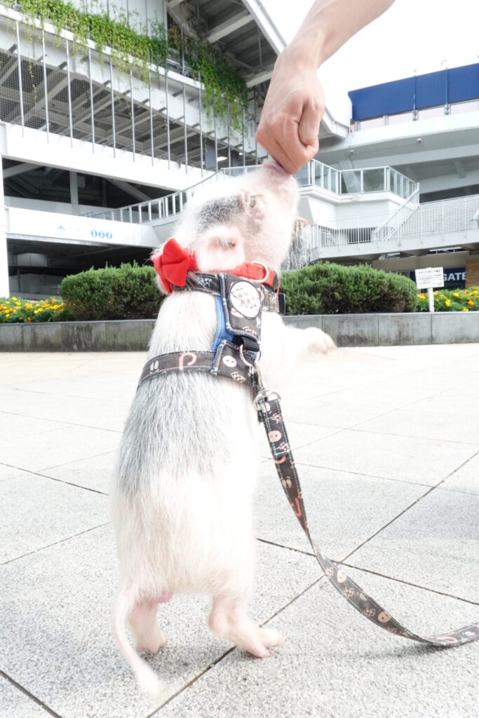 エマちゃんと横浜スタジアム