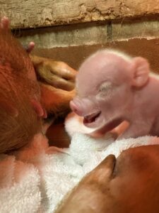 マイクロブタ赤ちゃん