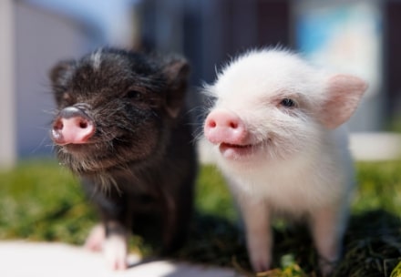 pignicのマイクロブタ