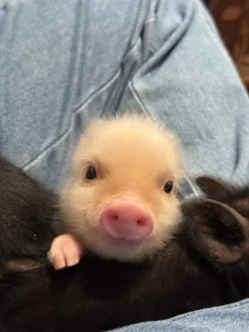 pignic マシロ