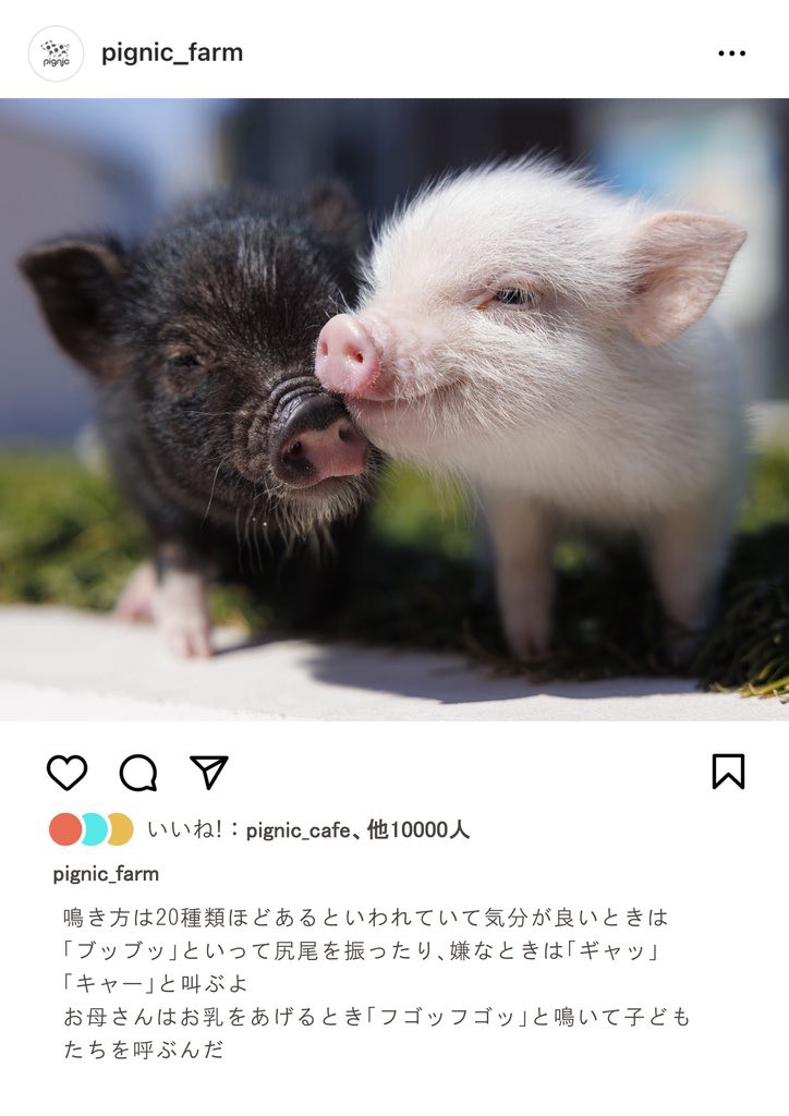 マイクロブタの鳴き声について