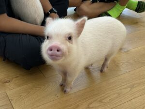 マイクロブタ　セラピーピッグ活動